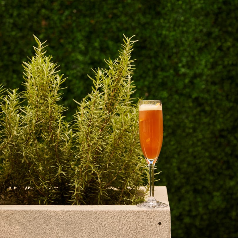 A tall glass of orange cocktail with foam and a lemon slice, next to green rosemary plants.